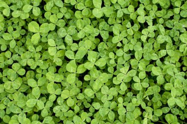 Küçük yaban yoncalarının doğal yeşil arka planı