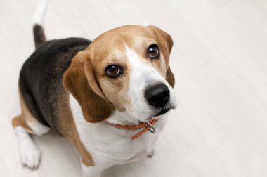 Beyaz zeminde av köpeği