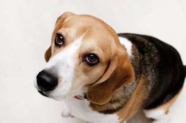 Beyaz zeminde av köpeği