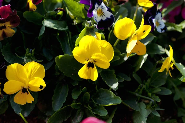 Planta Viola Com Flores Multicoloridas — Fotografia de Stock