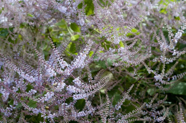 Tetradenia Riparia Mutmeg Bush Mochasma Iboza Riparia — Φωτογραφία Αρχείου