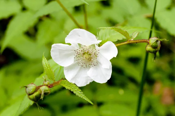 Fleur Blanche Rubus Croceacanthus — Photo