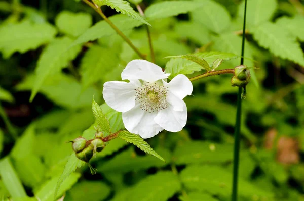 Flor Blanca Rubus Croceacanthus — Foto de Stock