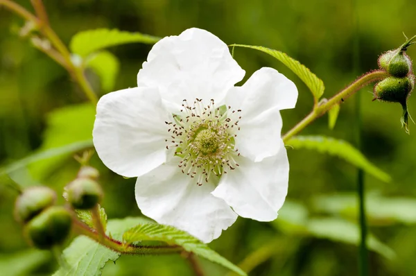 White Flower Rubus Croceacanthus — Stock Photo, Image