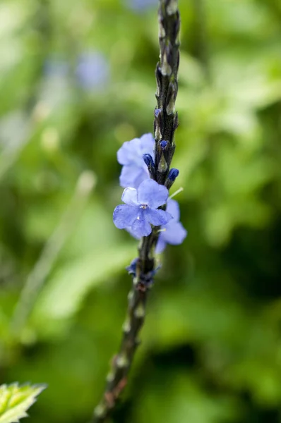 Tiny Blue Flowers Stachytarpheta — Stock Photo, Image