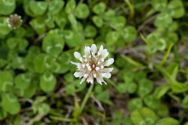 Weißkleeblume Trifolium Repens — Stockfoto