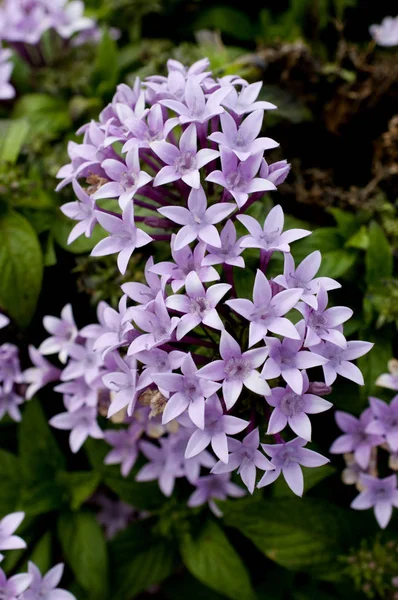 Μοβ Άνθη Pentas Lanceolata — Φωτογραφία Αρχείου