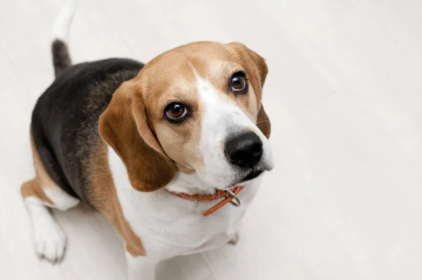 Beagle Perro Suelo Blanco — Foto de Stock