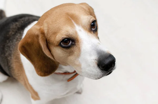 Beagle Perro Suelo Blanco — Foto de Stock