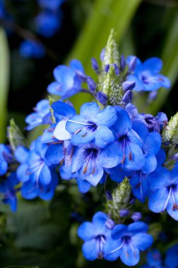 Eranthemum wattii, Mavi göz,