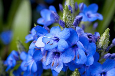 Eranthemum wattii, Mavi göz,