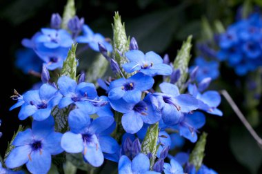 Eranthemum wattii, Mavi göz,