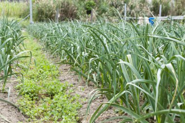sarımsak plantasyon içinde sebze bahçesi