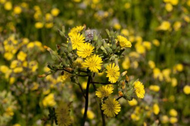 Sarı çiçekler, doğulu sahte şahin sakal, Youngia japonica (Japonca adı Onitabirako) ilkbaharda