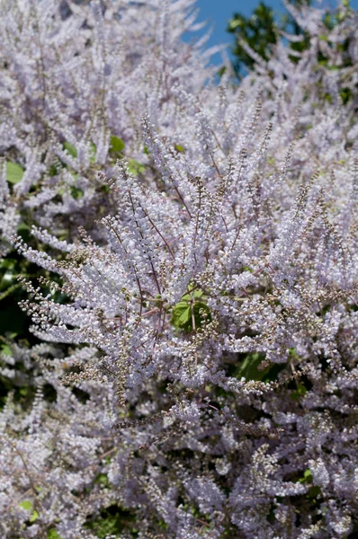 Tetradenia Riparia Mutmeg Bush Mochasma Iboza Riparia — Φωτογραφία Αρχείου