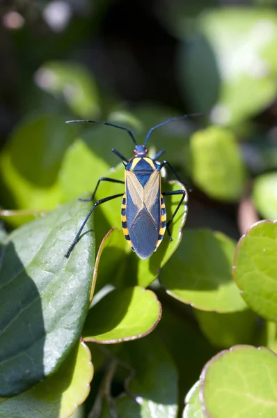 Bug Zelené Trávě Přírodě Plinachtus Basalis — Stock fotografie