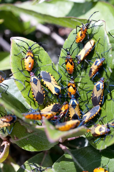 Bugg Grönt Gräs Naturen Plinachtus Basalis — Stockfoto