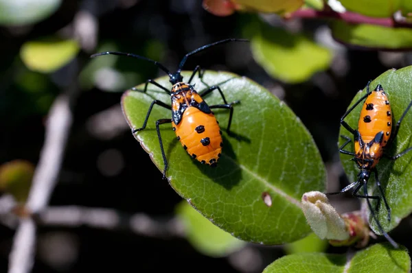 Bugg Grönt Gräs Naturen Plinachtus Basalis — Stockfoto