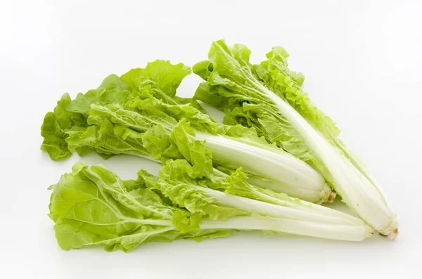 Shantung Vegetables Agenus Chinese Cabbage Called Santou — Stock Photo, Image