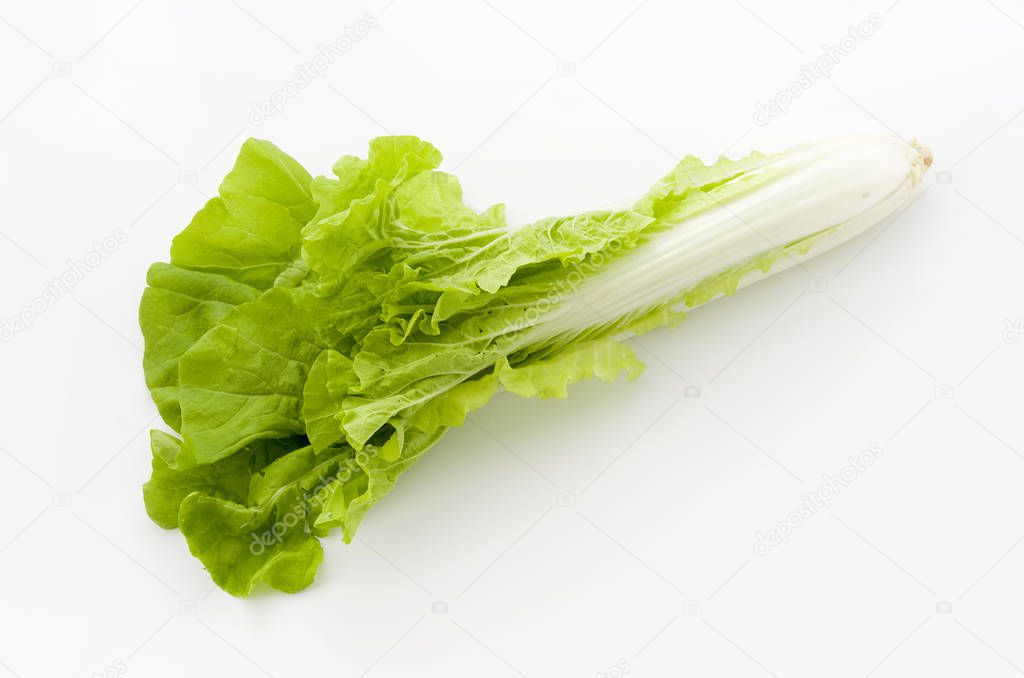 Shantung vegetables, agenus of Chinese cabbage called 'santou-na'