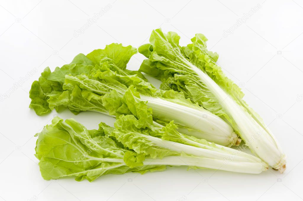 Shantung vegetables, agenus of Chinese cabbage called 'santou-na'
