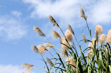 Japon otları, suuki, Miscanthus sinensis