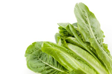 Beyaz arkaplanda taze yeşil Romaine Marul