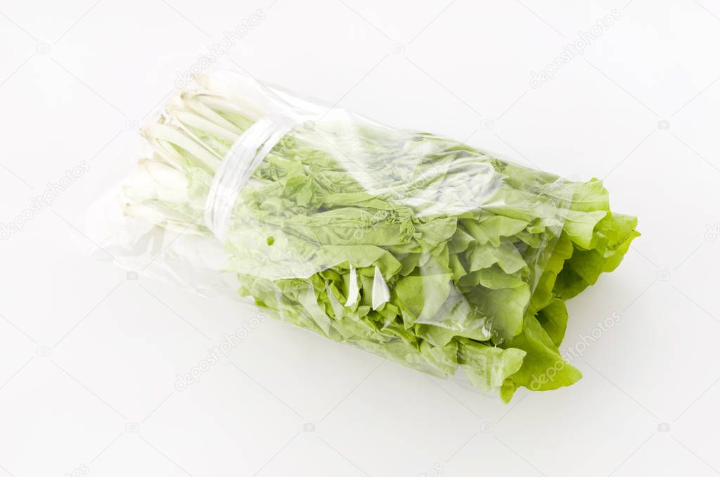 Shantung vegetables, a genus of Chinese cabbage called 'santou-na' in plastic bag on white background