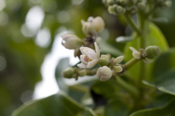 Хасунсагири Эрнандия Nhaeifolia Окинава — стоковое фото