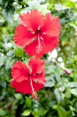 Yeşil arka planda güzel kırmızı amber çiçeği