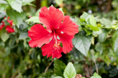 Yeşil arka planda güzel kırmızı amber çiçeği