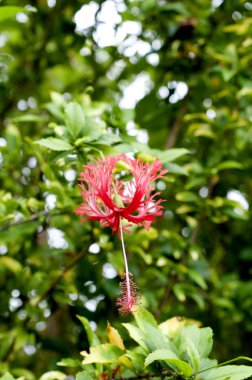 Bu çiçeğin bilimsel adı Hibiscus şizofreni, Japon feneri, mercan ambarı, örümcek amblemi.