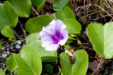 Beach Morning Glory, Ipomoea pes-caprae, Seaside Morning Glory