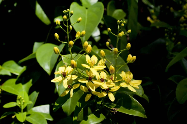 Tristellateia Australasiae Gatunki Roślin Żółtym Kolorze Ogrodzie — Zdjęcie stockowe