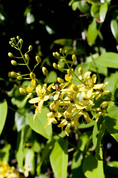 Tristellateia Australasiae Espèces Plantes Couleur Jaune Dans Jardin — Photo