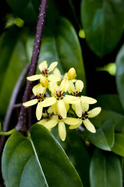 Tristellateia Australasiae Gatunki Roślin Żółtym Kolorze Ogrodzie — Zdjęcie stockowe