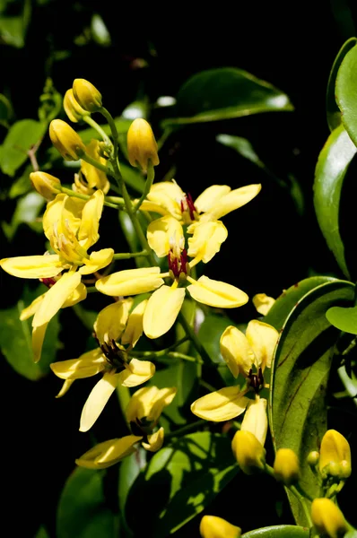 Tristellateia Australasiae Είδη Φυτών Κίτρινο Χρώμα Στον Κήπο — Φωτογραφία Αρχείου