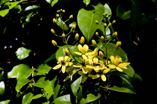 Tristellateia Australasiae Arten Pflanzen Mit Gelber Farbe Garten — Stockfoto