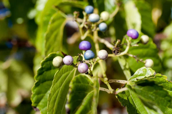 Terihanobudou, Ampelopsis brevipedunculata var. glabrifolia