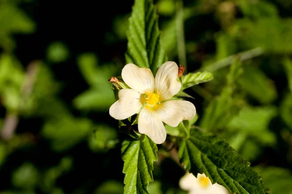 Flor Amarilla Malvastrum Coromandelianum — Foto de Stock