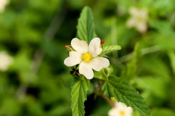 Petite Fleur Jaune Malvastrum Coromandelianum — Photo
