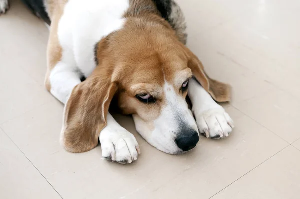 Beagle Perro Acuesta Suelo Debido Somnolencia Aburrimiento —  Fotos de Stock