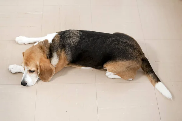 Beagle Perro Acuesta Suelo Debido Somnolencia Aburrimiento — Foto de Stock