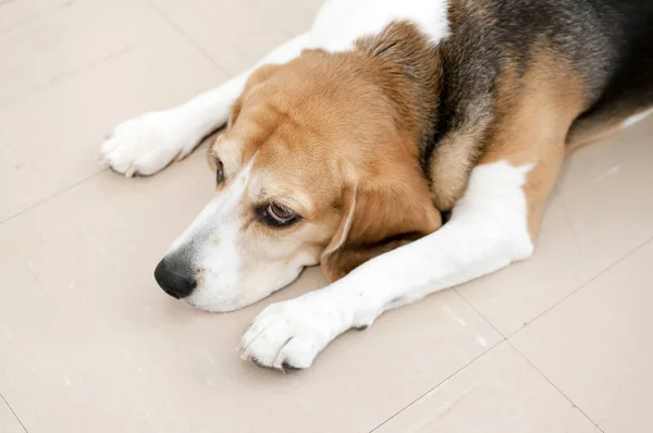 Beagle Dog Legt Sich Auf Den Boden Wegen Schläfrigkeit Und — Stockfoto