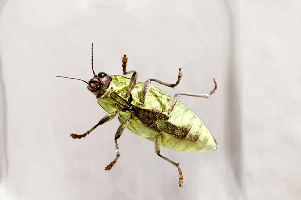 Schmuckkäfer Buprestidae Chrysodema Dalmanni — Stockfoto