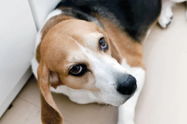 Primer Plano Perro Beagle Tricolor — Foto de Stock