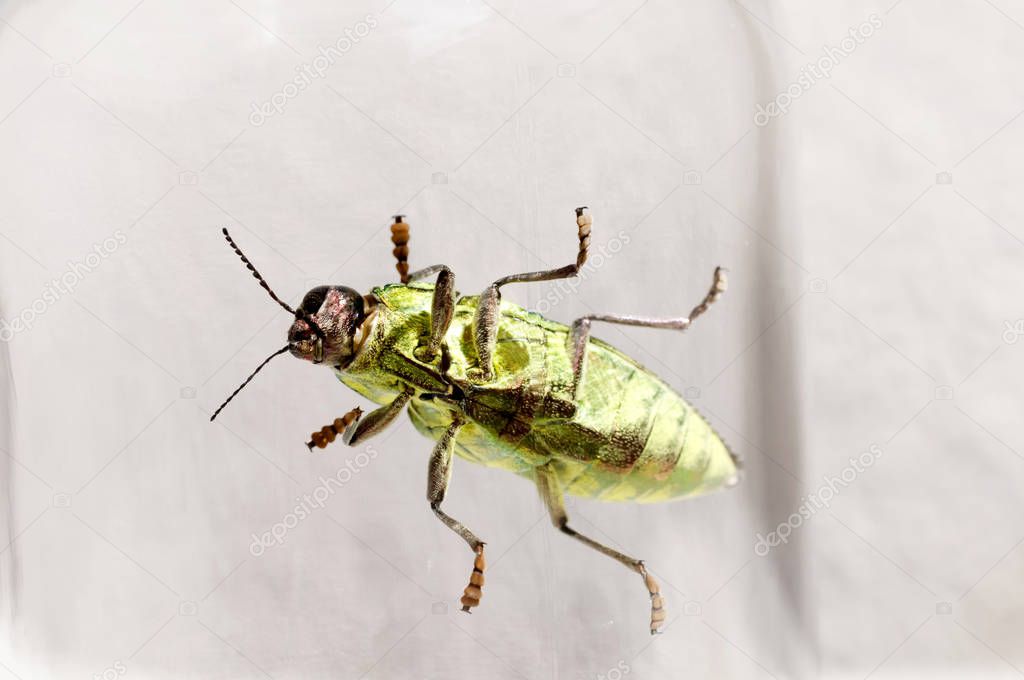 Jewel beetle, Buprestidae, Chrysodema dalmanni