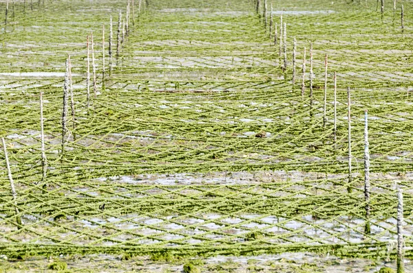 Seaweed Monostroma Nitidum Seaweed Farm — Stock Photo, Image
