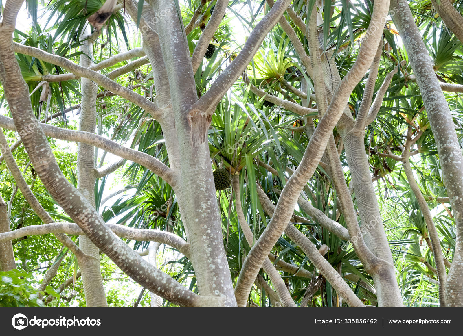 Pandanus Utilis Screw Pine Walking Palm ⬇ Stock Photo, Image by