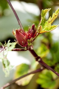 Sebze bahçesinde kırmızı bamya 